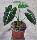 6" Alocasia Frydek